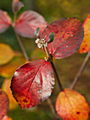 Viburnum burkwoodii Anne Russell IMG_1399 Kalina burkwoda